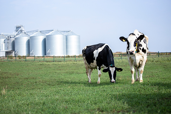 cows in a field with silos in the background