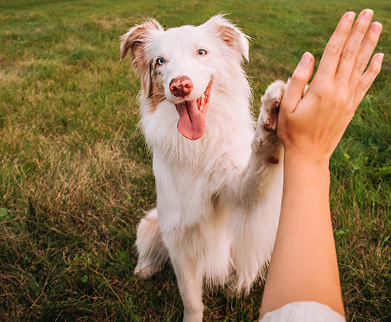 dog giving a high-five